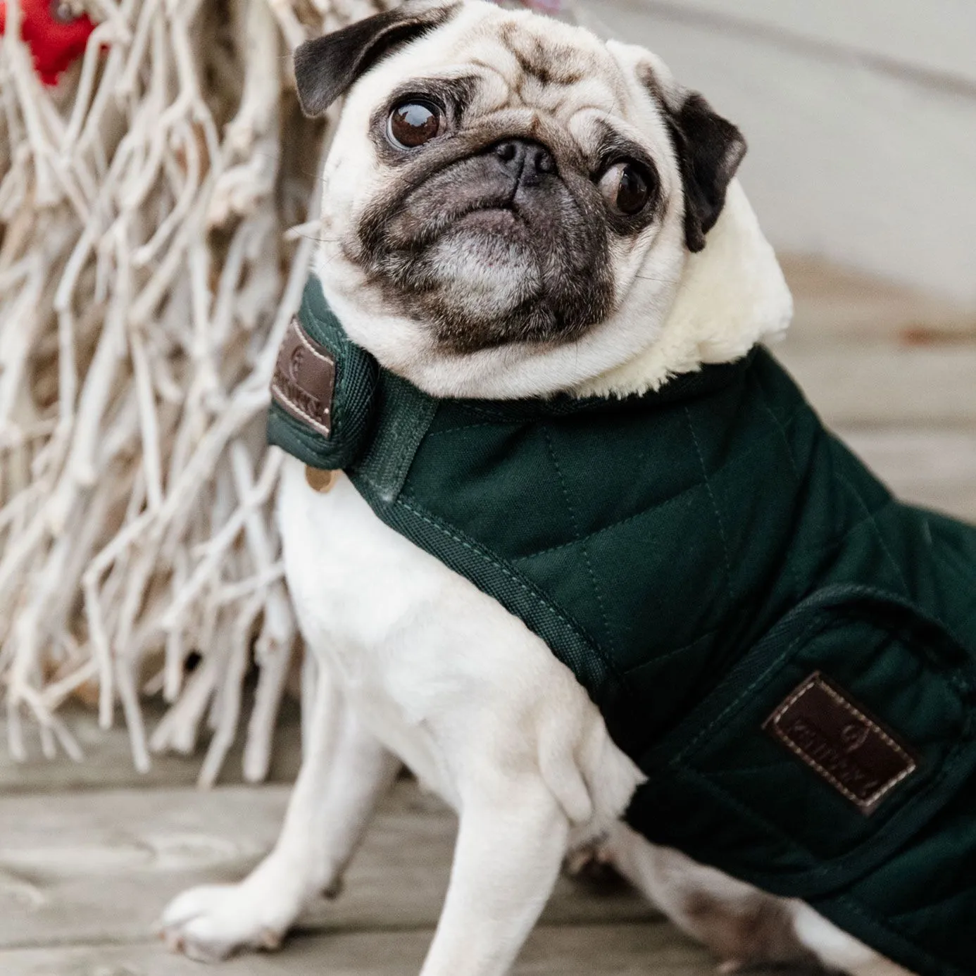 Kentucky Dogwear Dog Coat - Dark Green