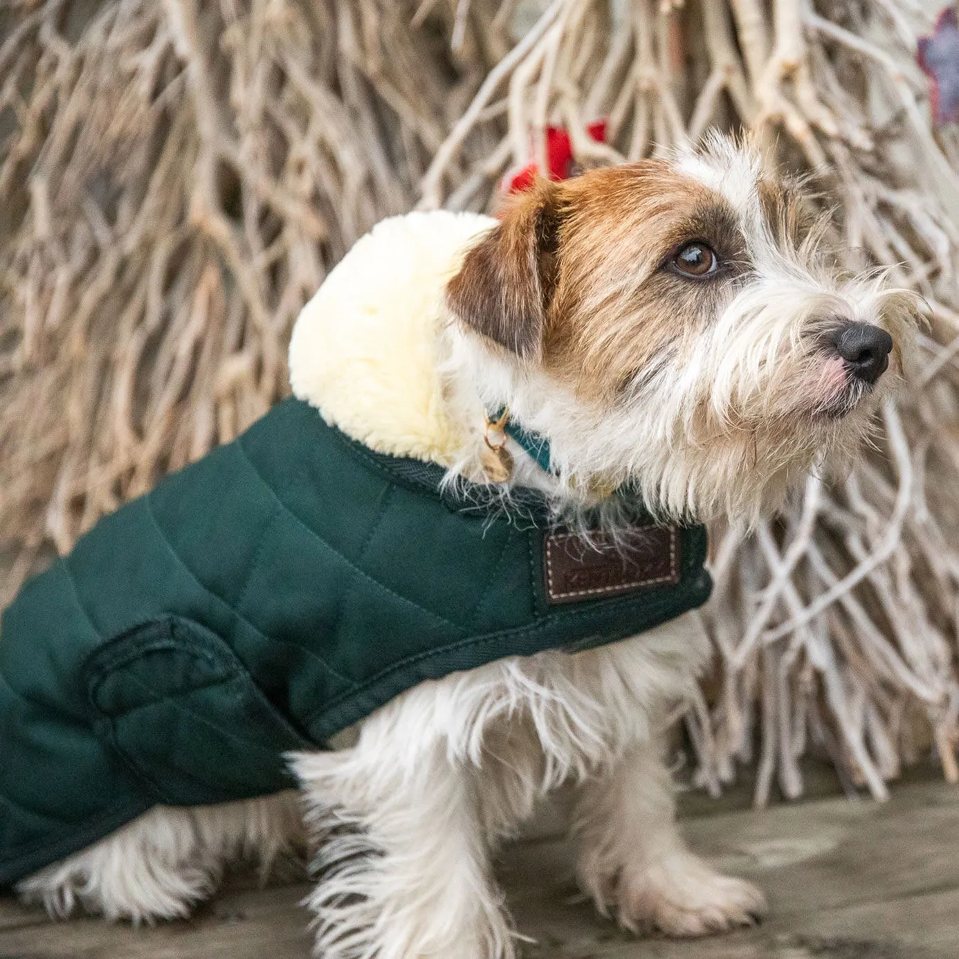 Kentucky Dogwear Dog Coat - Dark Green